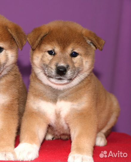 Красавцы сиба