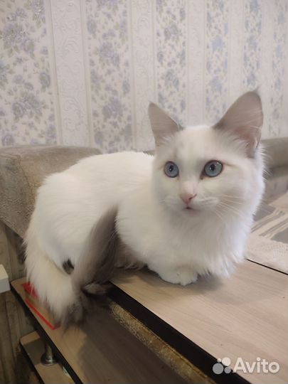 Котёнок Манчкин