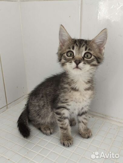 Малыш Гарик 2 месяца в дар