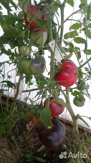 Семена коллекционных сортов томатов и перцев