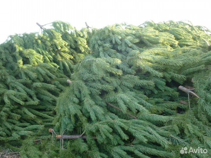 Сосна Рождественская