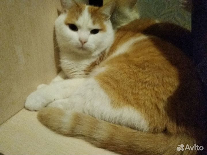 Домашняя передержка