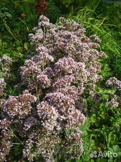 Цветы садовые