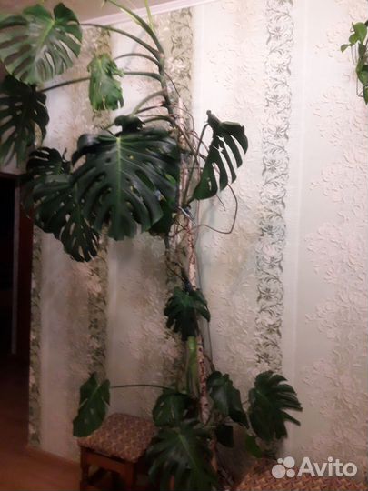 Монстера и нолина