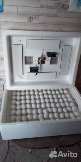 Инкубационное яйцо