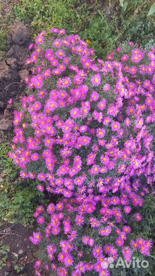 Продам цветы сентябринки многолетние