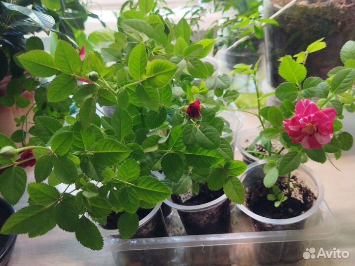 Комнатная роза