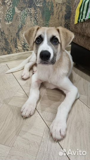 Собаки бесплатно