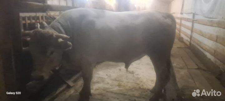 Бык Костромской породы