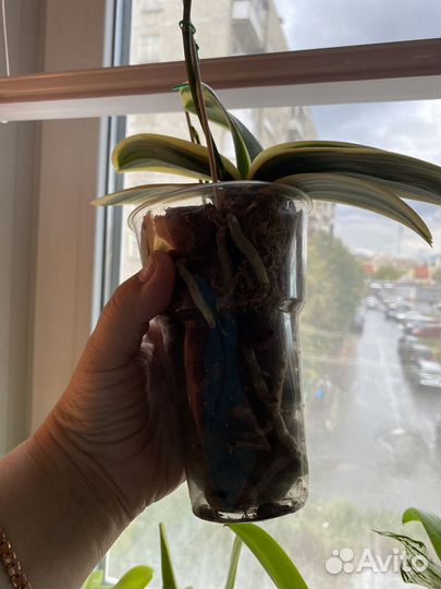 Орхидея фаленопсис Sogo Vivien 