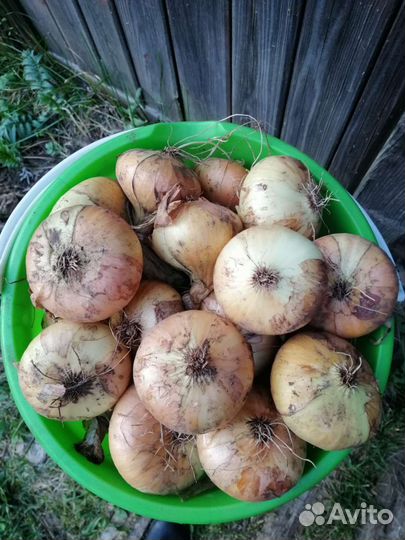 Лук даниловский