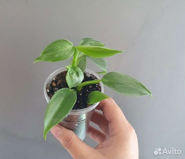 Комнатные растения