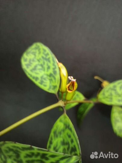 Эсхинантус марморатус (мраморный)