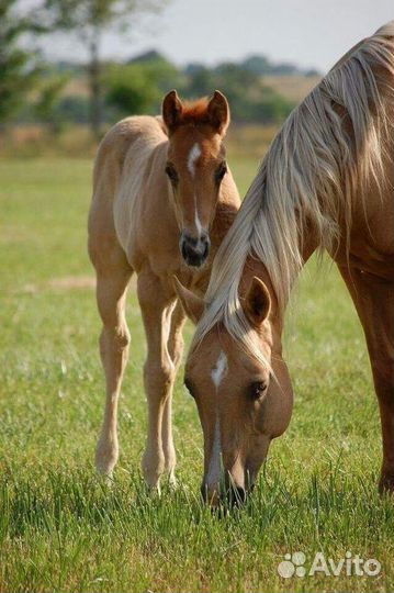 Кобылы с жеребенком