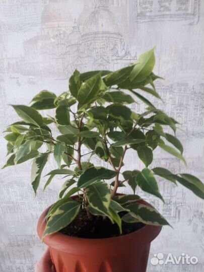 Фикус Бенджамина Кинки