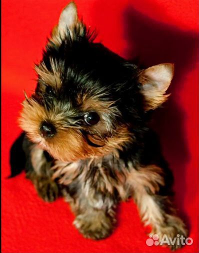 Йорк Девочка