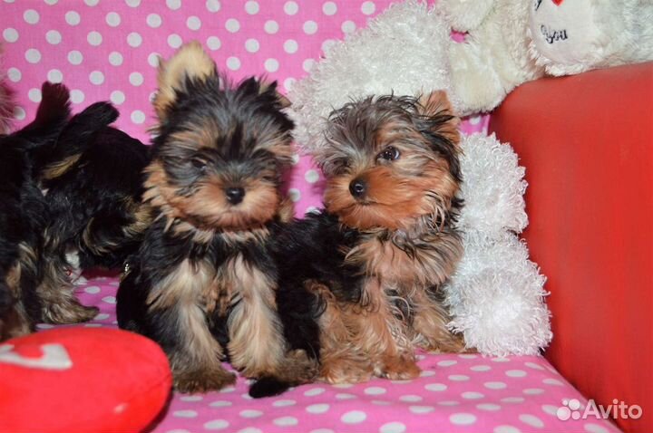 Йоркширский терьер щенки