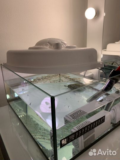 Красноухая черепаха с аквариумом