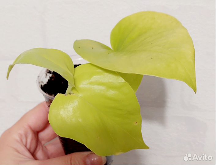 Сциндапсус Неон