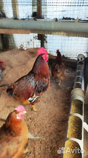 Корейские куры Тоджон (Ханхяп)