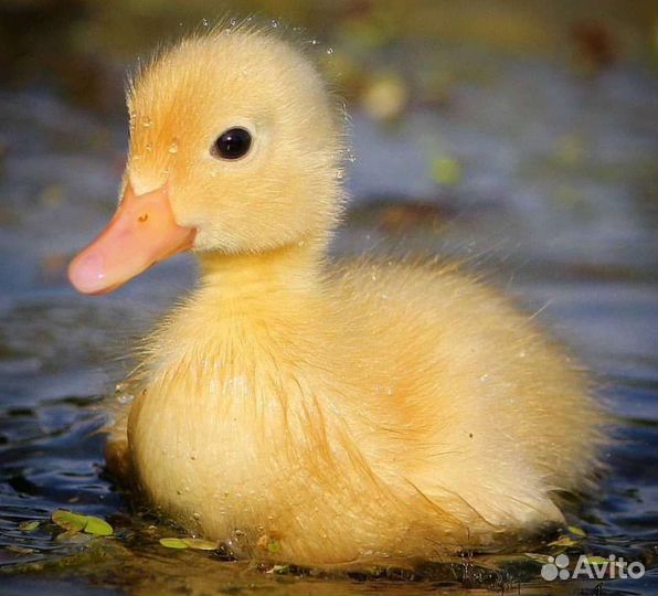 Утята подрощенные