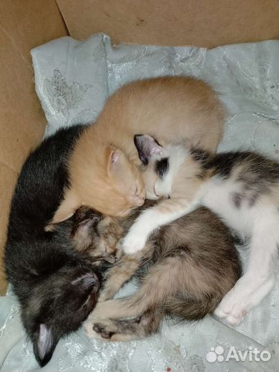 Милые котята