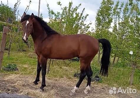 Случка Жеребец орловский рысак