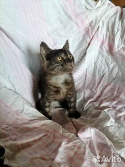 Отдам в добрые руки