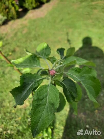 Яблоня Лигол саженцы