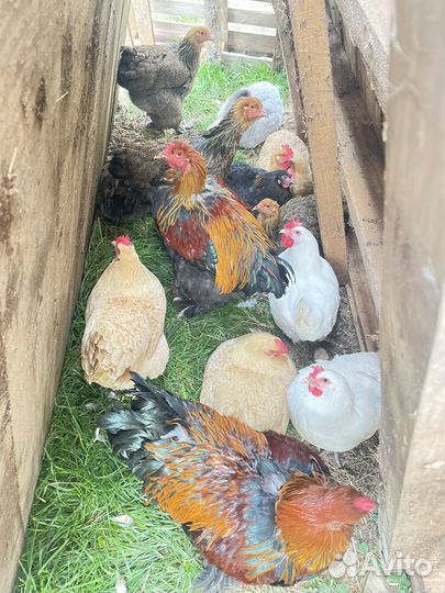 Петух Брама куропатчатая