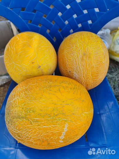 Дыня сорт рыжик