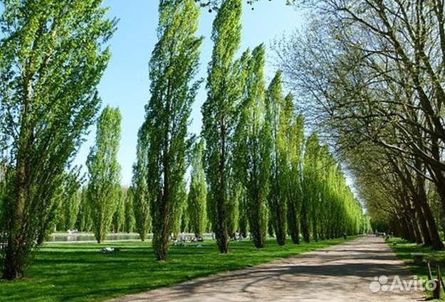 Пирамидальный тополь зкс, окс