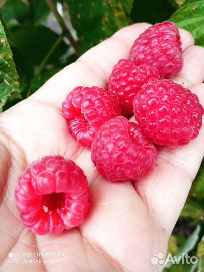 Ремонтантная малина