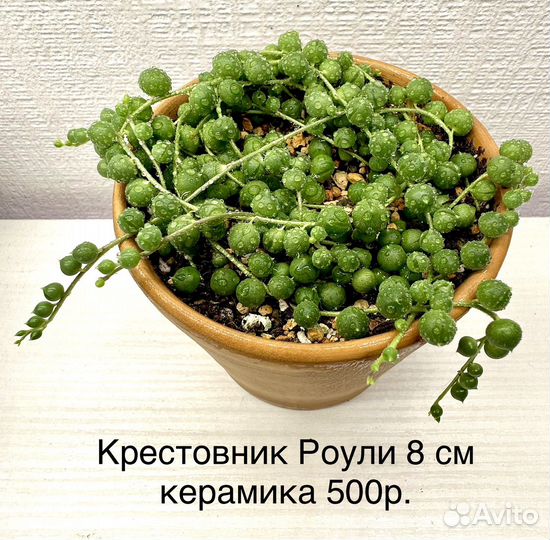 Крестовник роули