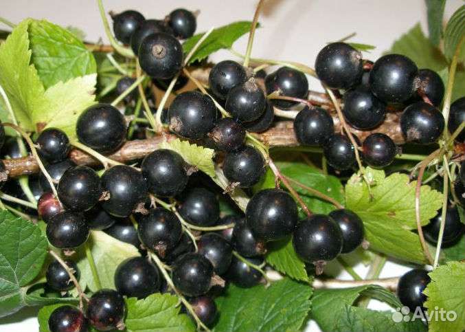 Саженцы Крыжовник, смородина, слива