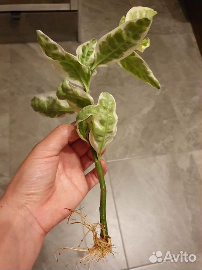 Педилантус