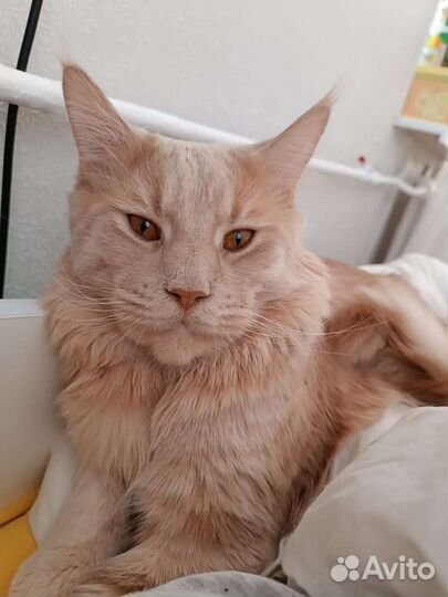 Кошка Мейн-кун