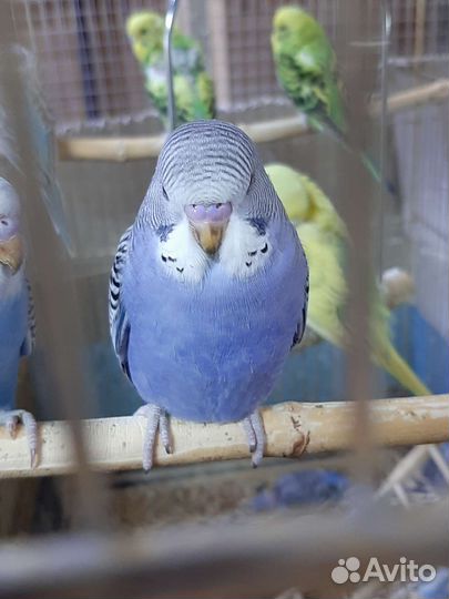 Волнистый попугай