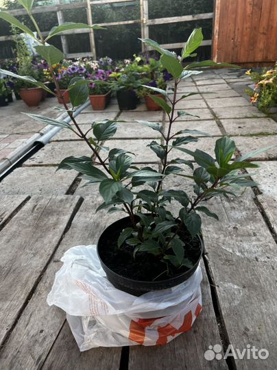 Гортензия Самарская Лидия