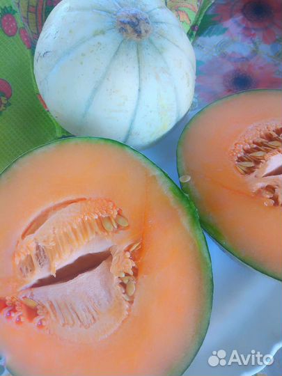 Семена дыни