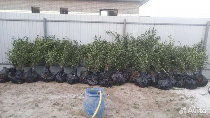 Кизильник блестящий