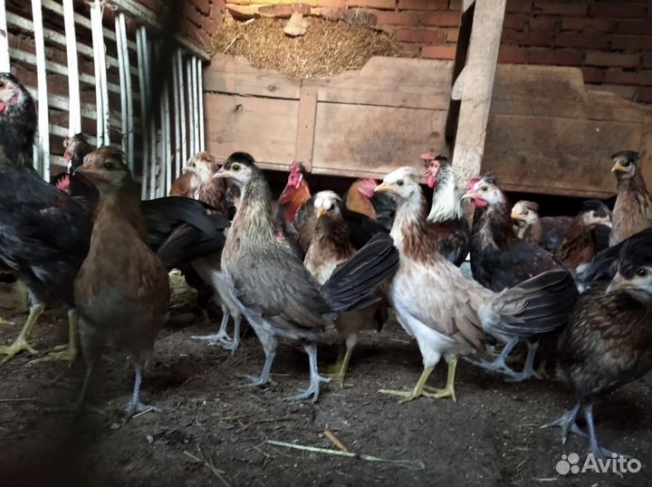 Декоративные куры