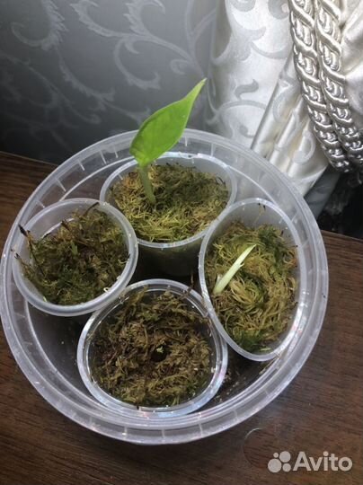 Алоказия блэк вельвет