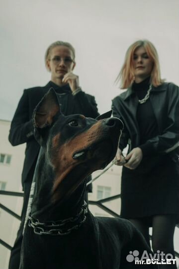 Доберман для фотосессии