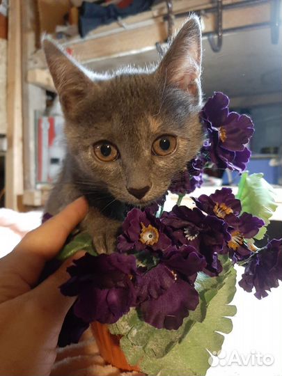 Котёнок девочка