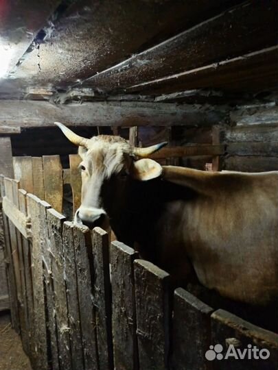 Корова швицкой породы