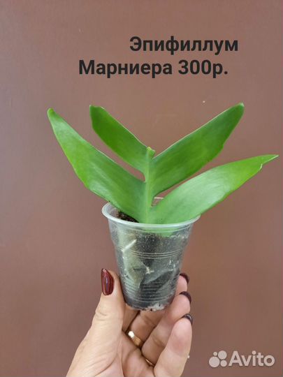 Филодендроны, каладиум, эпифиллум