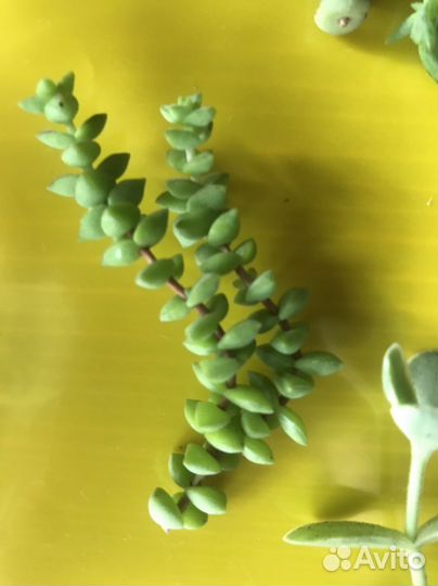 Суккуленты набор