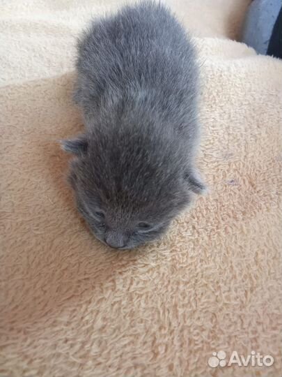Котята в добрые руки бесплатно,мама шотландская