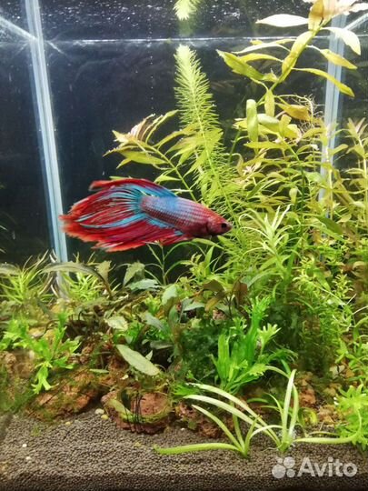 Растения в аквариум